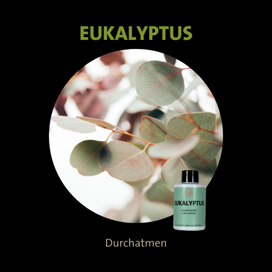 Eukalyptus