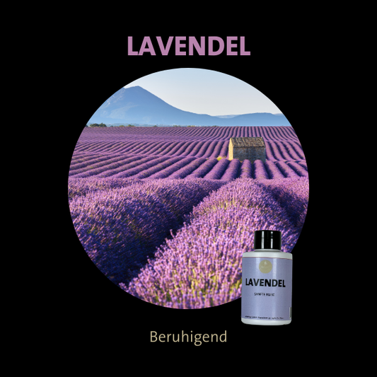 Lavendel